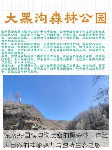 探索99国模沟沟茂密的黑森林,体验大自然的神秘魅力与独特生态之旅