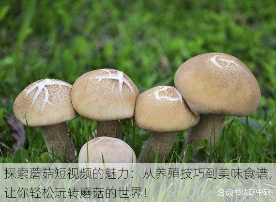 探索蘑菇短视频的魅力:从养殖技巧到美味食谱,让你轻松玩转蘑菇的世界!
