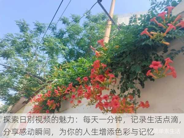 探索日别视频的魅力：每天一分钟，记录生活点滴，分享感动瞬间，为你的人生增添色彩与记忆