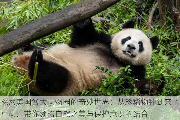 探索美国各大动物园的奇妙世界：从珍稀物种到亲子互动，带你领略自然之美与保护意识的结合