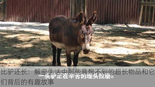 比驴还长：解密生活中那些意想不到的超长物品和它们背后的有趣故事