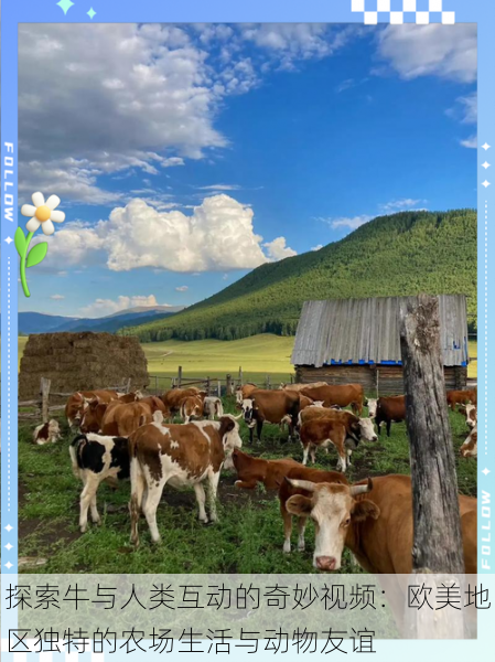 探索牛与人类互动的奇妙视频：欧美地区独特的农场生活与动物友谊