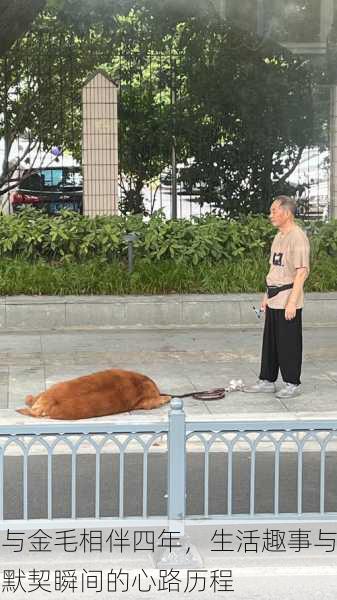 与金毛相伴四年,生活趣事与默契瞬间的心路历程