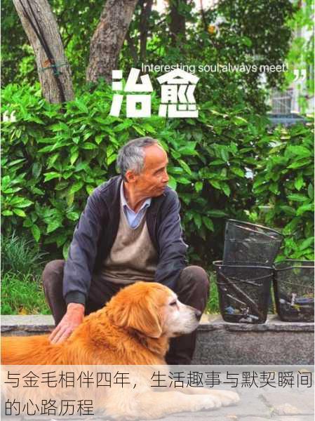 与金毛相伴四年,生活趣事与默契瞬间的心路历程