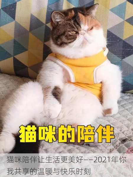 猫咪陪伴让生活更美好——2021年你我共享的温暖与快乐时刻