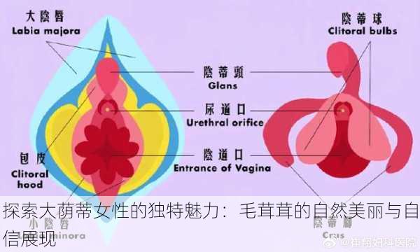 探索大荫蒂女性的独特魅力：毛茸茸的自然美丽与自信展现