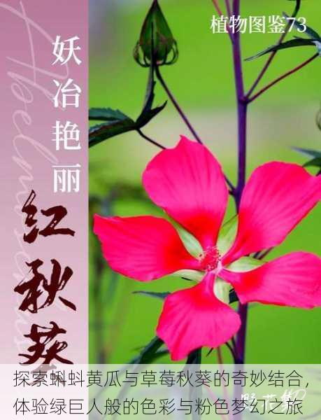 探索蝌蚪黄瓜与草莓秋葵的奇妙结合,体验绿巨人般的色彩与粉色梦幻之旅