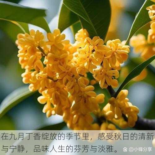 在九月丁香绽放的季节里，感受秋日的清新与宁静，品味人生的芬芳与淡雅。