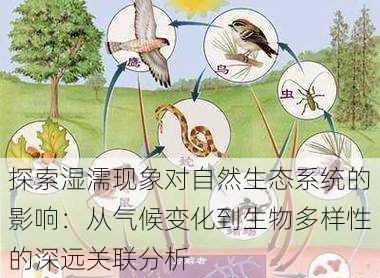 探索湿濡现象对自然生态系统的影响:从气候变化到生物多样性的深远关联分析
