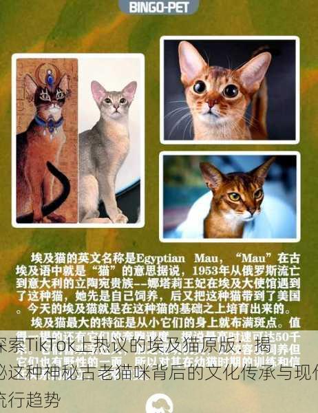 探索TikTok上热议的埃及猫原版:揭秘这种神秘古老猫咪背后的文化传承与现代流行趋势