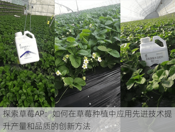 探索草莓AP:如何在草莓种植中应用先进技术提升产量和品质的创新方法