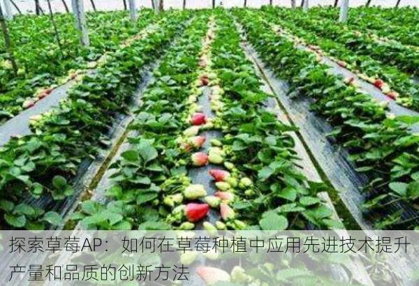 探索草莓AP:如何在草莓种植中应用先进技术提升产量和品质的创新方法