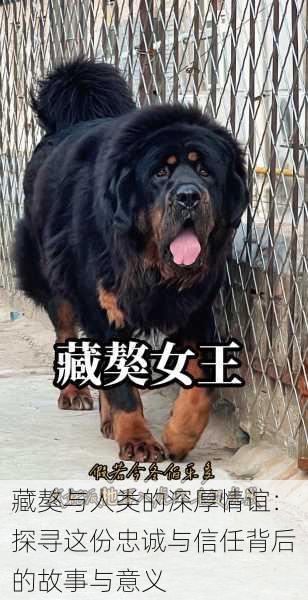 藏獒与人类的深厚情谊:探寻这份忠诚与信任背后的故事与意义