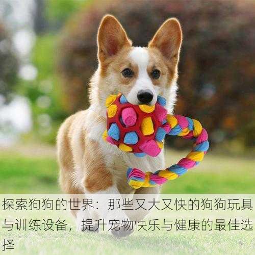 探索狗狗的世界:那些又大又快的狗狗玩具与训练设备,提升宠物快乐与健康的最佳选择