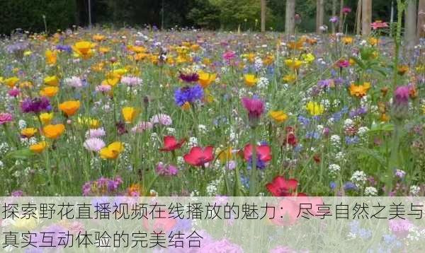 探索野花直播视频在线播放的魅力:尽享自然之美与真实互动体验的完美结合