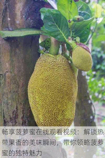 畅享菠萝蜜在线观看视频:解锁热带果香的美味瞬间,带你领略菠萝蜜的独特魅力