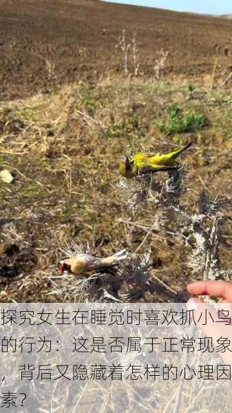 探究女生在睡觉时喜欢抓小鸟的行为:这是否属于正常现象,背后又隐藏着怎样的心理因素?