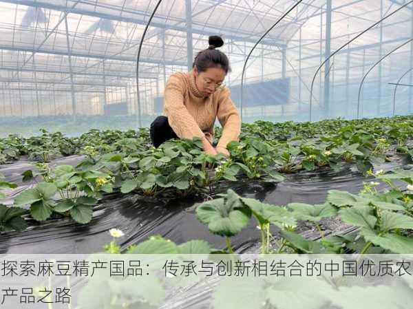 探索麻豆精产国品：传承与创新相结合的中国优质农产品之路