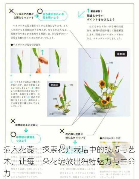 插入花蕊:探索花卉栽培中的技巧与艺术,让每一朵花绽放出独特魅力与生命力