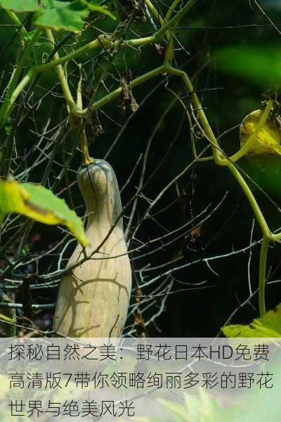 探秘自然之美:野花日本HD免费高清版7带你领略绚丽多彩的野花世界与绝美风光