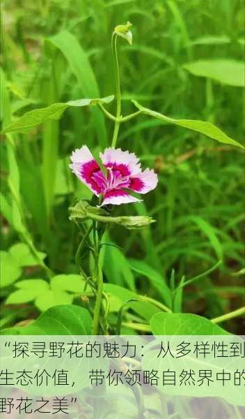 “探寻野花的魅力:从多样性到生态价值,带你领略自然界中的野花之美”