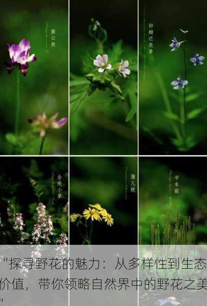 “探寻野花的魅力:从多样性到生态价值,带你领略自然界中的野花之美”