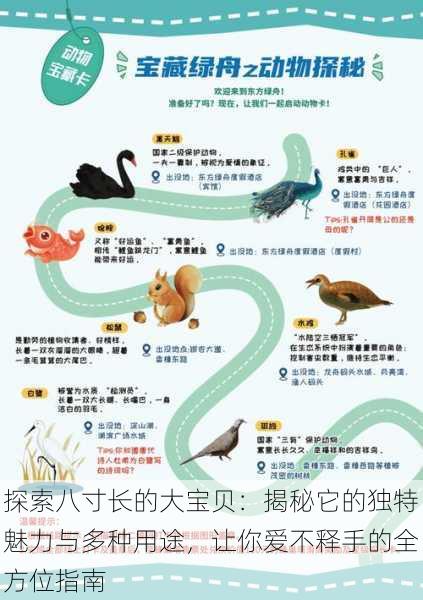 探索八寸长的大宝贝:揭秘它的独特魅力与多种用途,让你爱不释手的全方位指南