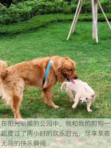 在阳光明媚的公园中,我和我的狗狗一起度过了两小时的欢乐时光,尽享亲密无间的快乐瞬间