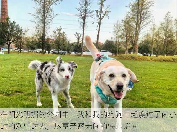 在阳光明媚的公园中,我和我的狗狗一起度过了两小时的欢乐时光,尽享亲密无间的快乐瞬间
