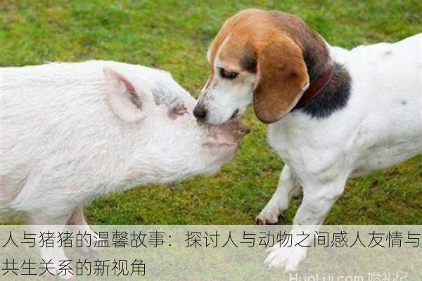 人与猪猪的温馨故事：探讨人与动物之间感人友情与共生关系的新视角
