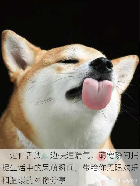 一边伸舌头一边快速喘气,萌宠瞬间捕捉生活中的呆萌瞬间,带给你无限欢乐和温暖的图像分享