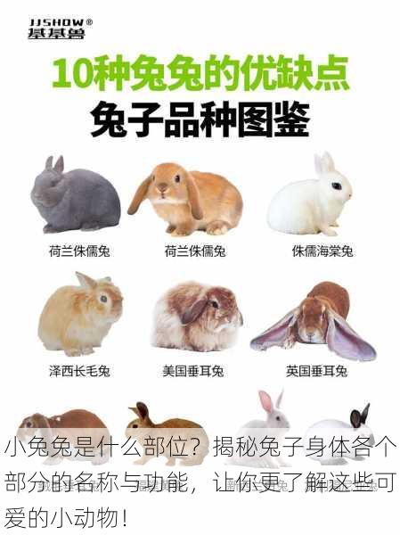 小兔兔是什么部位?揭秘兔子身体各个部分的名称与功能,让你更了解这些可爱的小动物!