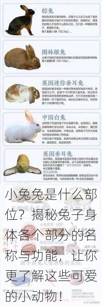 小兔兔是什么部位?揭秘兔子身体各个部分的名称与功能,让你更了解这些可爱的小动物!