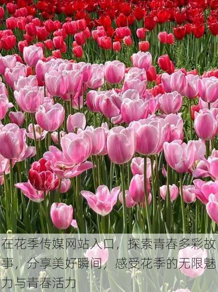 在花季传媒网站入口,探索青春多彩故事,分享美好瞬间,感受花季的无限魅力与青春活力