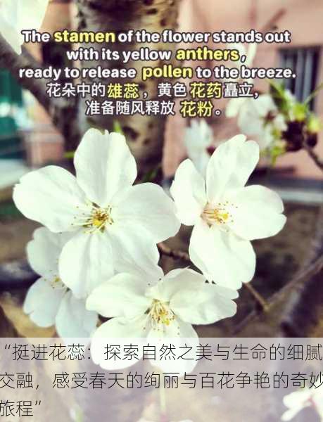 “挺进花蕊:探索自然之美与生命的细腻交融,感受春天的绚丽与百花争艳的奇妙旅程”