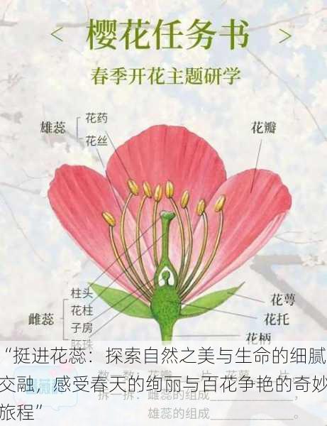“挺进花蕊:探索自然之美与生命的细腻交融,感受春天的绚丽与百花争艳的奇妙旅程”
