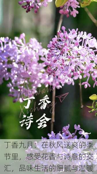 丁香九月:在秋风送爽的季节里,感受花香与诗意的交汇,品味生活的细腻与温暖
