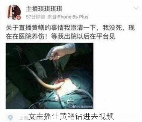 女主播让黄鳝钻进去视频
